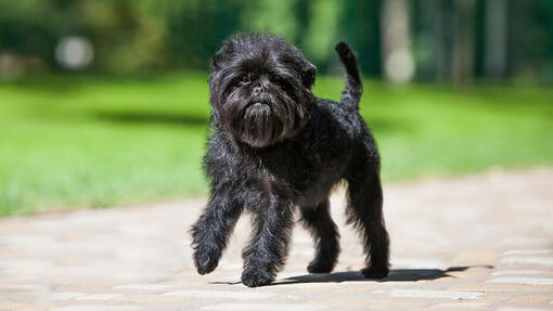 Promenade de chien Affenpinscher