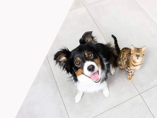 Chien et chat regardant vers le haut