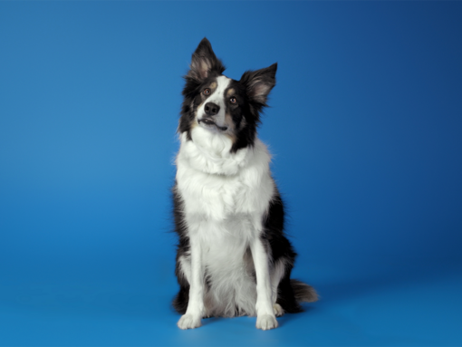 Dog with Dentalife chew 1