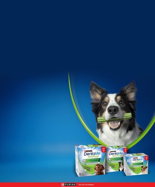 Dentalife chien