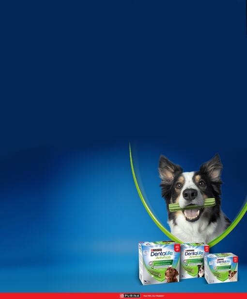 Dentalife hund