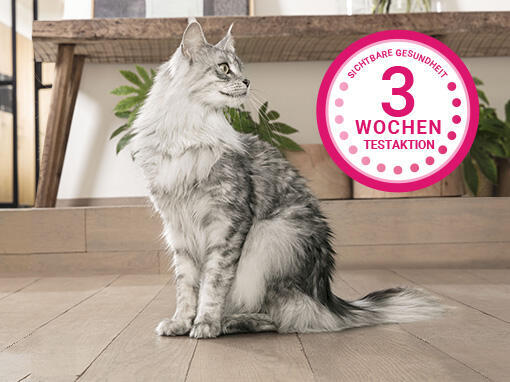 Un chat Maine Coon gris et blanc est assis dans un cadre intérieur serein, à côté d'un logo rose qui met en avant un programm