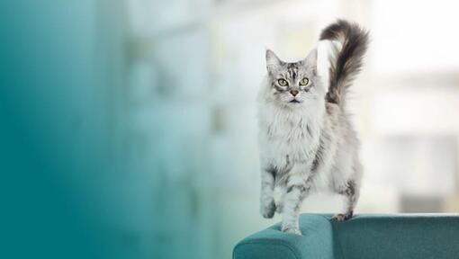 L'image montre un chat Maine Coon gris et blanc debout sur un canapé bleu, dans un intérieur lumineux et flou.