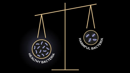 Favoriser la flore intestinale saine