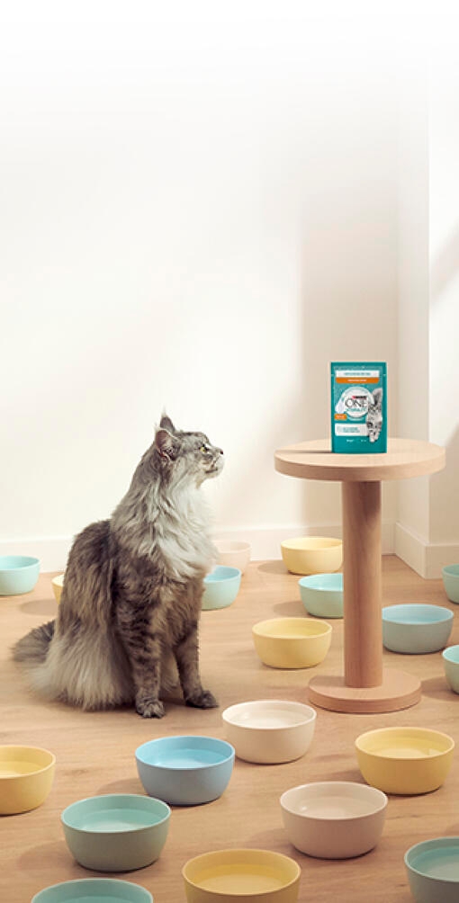 Schaut sich das Maine-Coon-HYDRALIFE-Produkt an