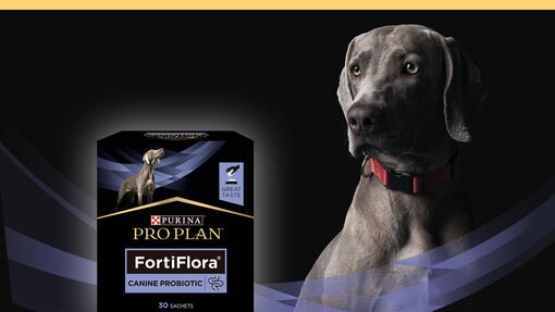 PRO PLAN FortiFlora® Canine Probiotic