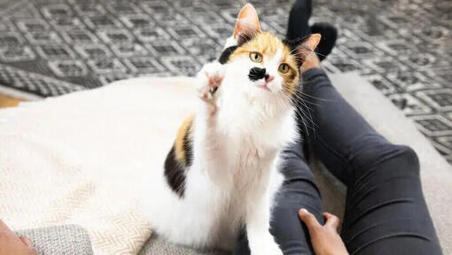 Dreifarbige Katze, die mit ihrem Besitzer spielt