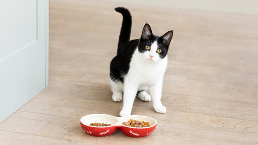 croquettes pour chaton