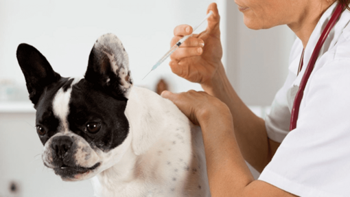 dermatite atopique chien