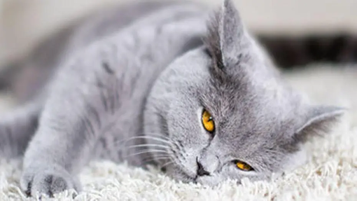 Katze