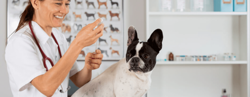 mon chien a la diarrhee