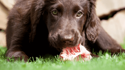 mon chien a la diarrhee