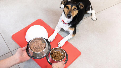 nourriture humide pour chien
