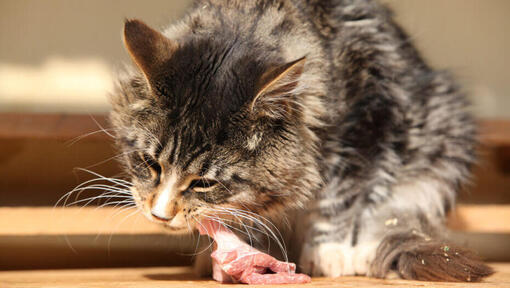 viande crue pour chat