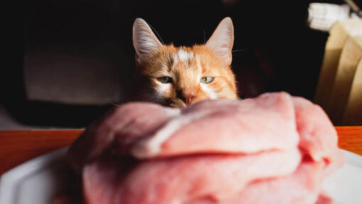 viande crue pour chat