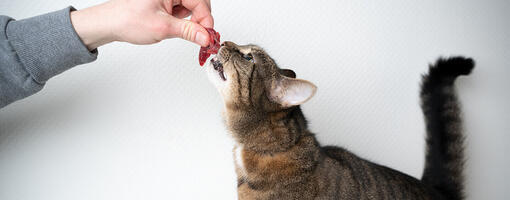 viande crue pour chat