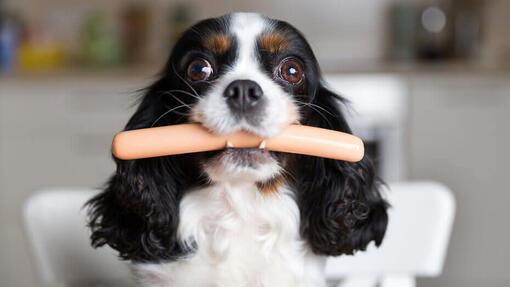 alimentation-crue-pour-chiens-1