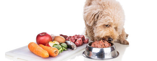 alimentation-crue-pour-chiens-hero