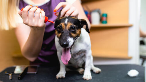 avec-quoi-nettoyer-les-oreilles-d-un-chien-1