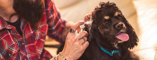 avec-quoi-nettoyer-les-oreilles-d-un-chien-hero