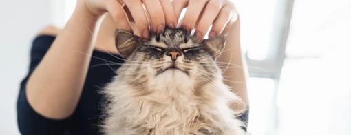 comprendre-allergie-chat
