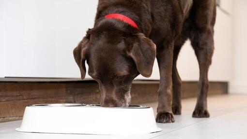 croquettes-pour-chien-difficile-1