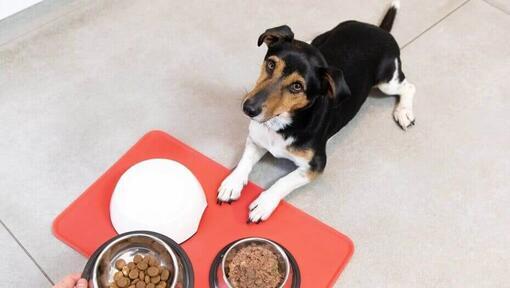 croquettes-pour-chien-difficile-2