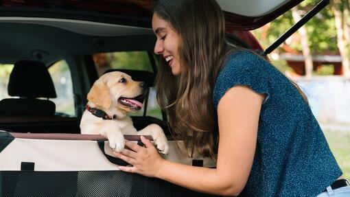 voyager-en-voiture-avec-un-chien-1