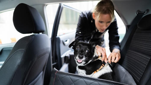 voyager-en-voiture-avec-un-chien-2