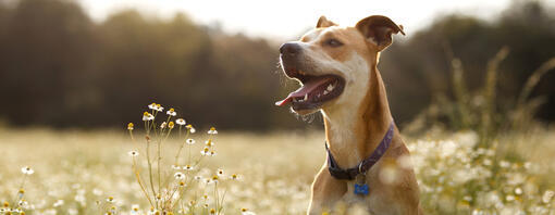 Hund auf einer Wiese mit Blumen