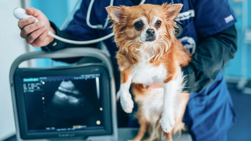 Kleiner Hund bei einer Ultraschalluntersuchung