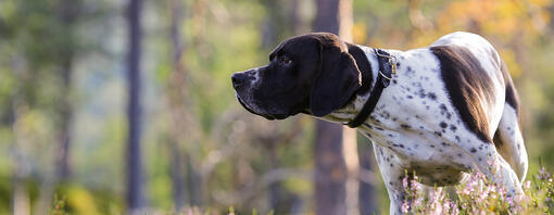 Schwarz-weißer Hund steht im Wald
