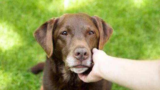 Reconnaître et éliminer les puces sur les chiens