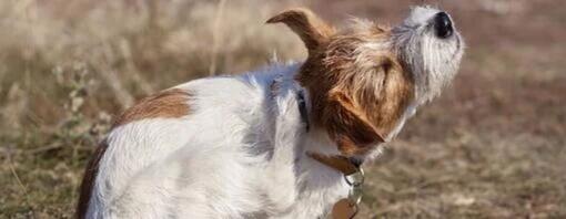 Reconnaître et éliminer les puces sur les chiens