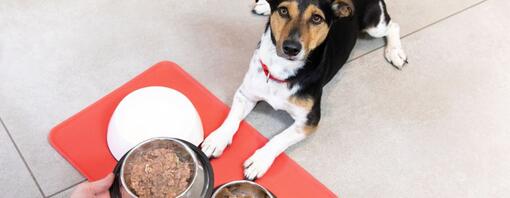 Nassfutter für Hunde