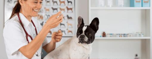 Was gibt man einem Hund bei Durchfall?