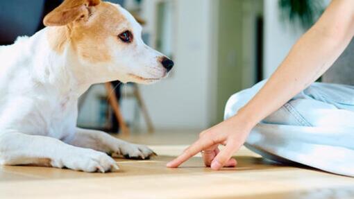 9 friandises saines pour éduquer votre chien