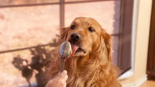 9 friandises saines pour éduquer votre chien