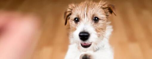 9 friandises saines pour éduquer votre chien
