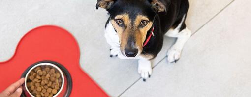 Trockenfutter für Hunde