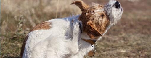 Flöhe bei Hunden erkennen und entfernen