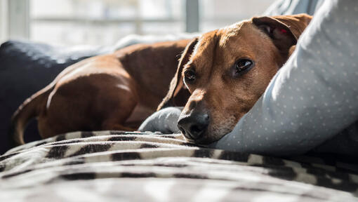 Brauner Hund liegt auf einem Sofa