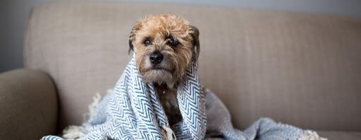 Hund sitzt in eine Decke gewickelt auf dem Sofa