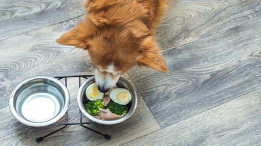 Hund frisst selbst zubereitetes Hundefutter aus einem Napf