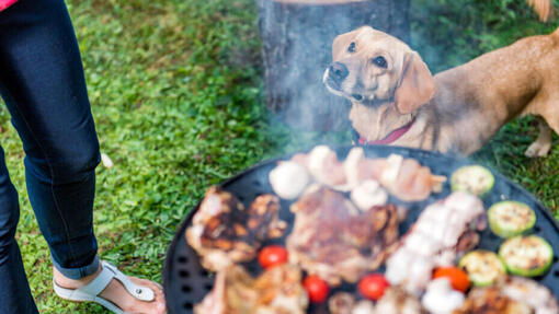 Hund neben einem Grill mit Fleisch und Gemüse.