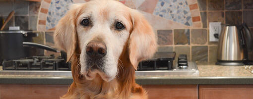 Golden Retriever in einer Küche