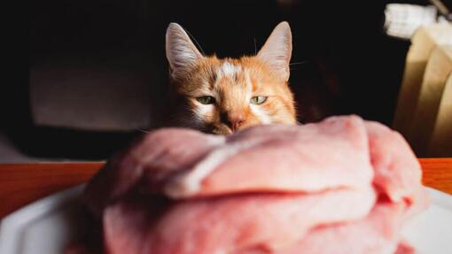 Dürfen Katzen rohes Fleisch fressen?