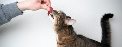 Dürfen Katzen rohes Fleisch fressen?