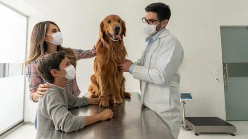 Hund wird beim Tierarzt untersucht