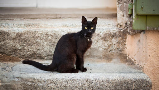 Schwarze Katze sitzt auf einer Steintreppe